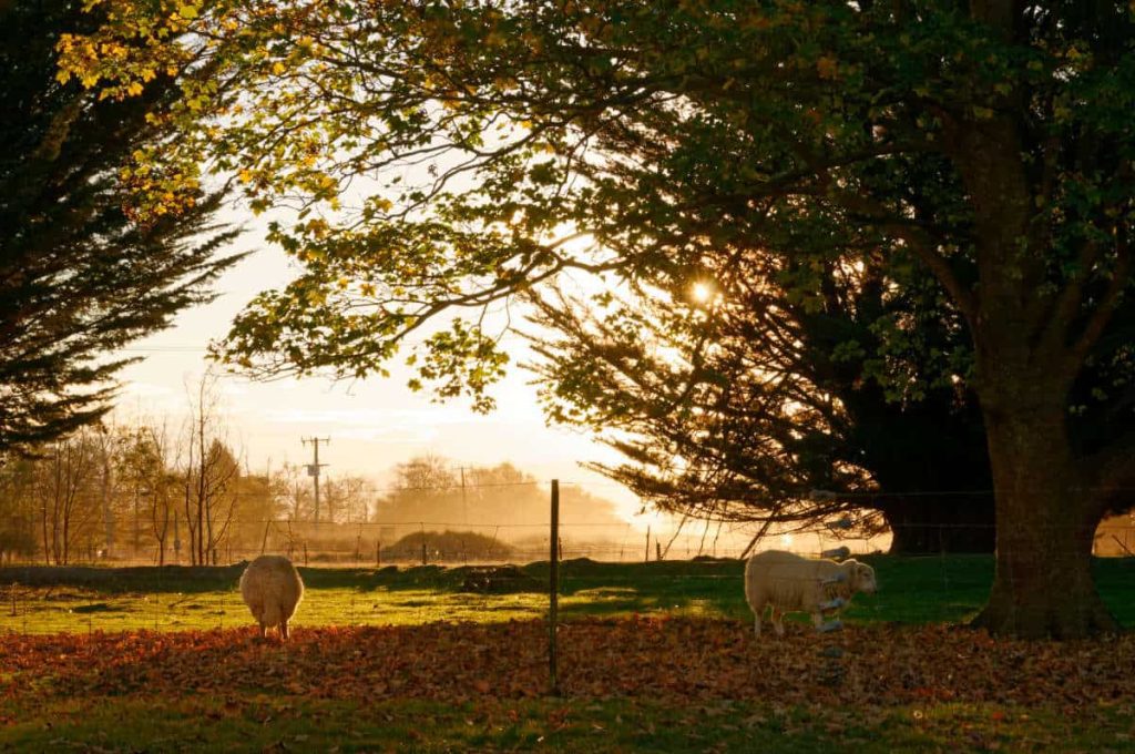 sheep grazing in late afternoon sun - are my photos good enough