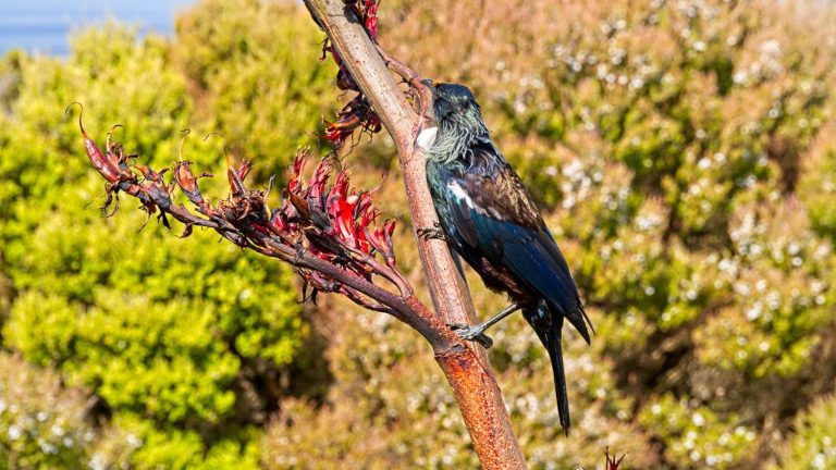 Roads Less Travelled - A tui feasting on flax at the Bluff Hill Lookout