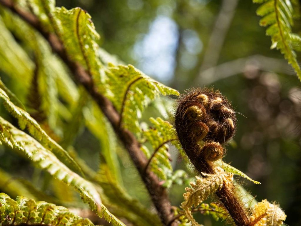new growth koru on a NZ bush fern alongside the grandjeans walkway