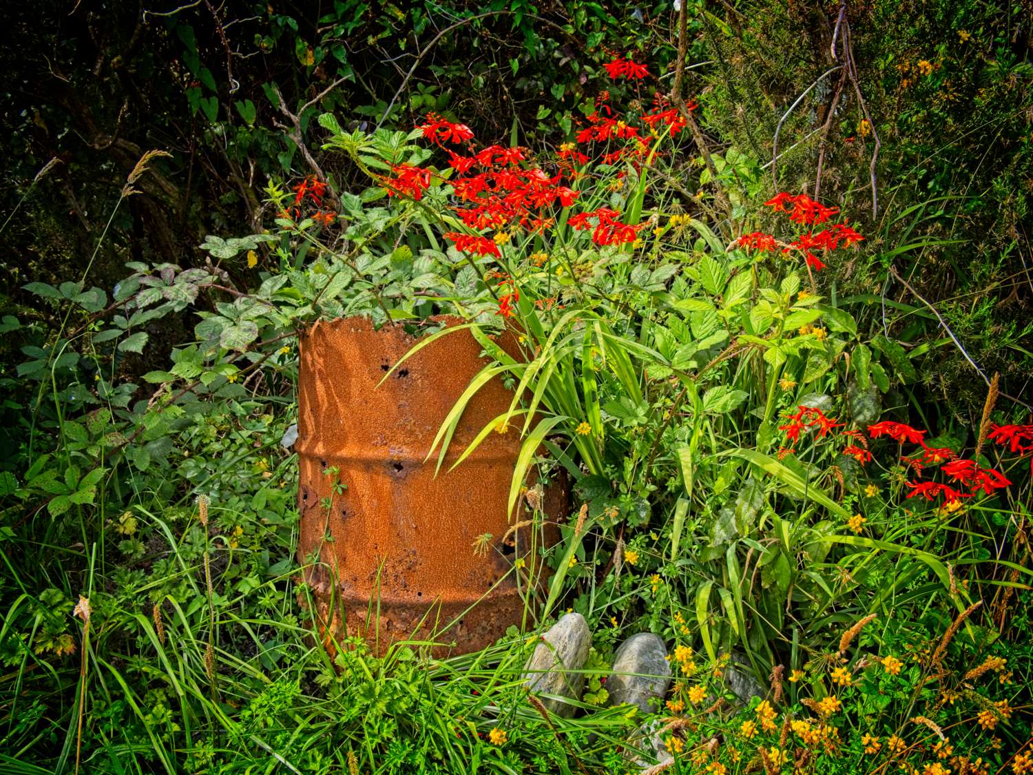 Auto ISO - a rusty drum taking on a life of its own as new growth swallows it up