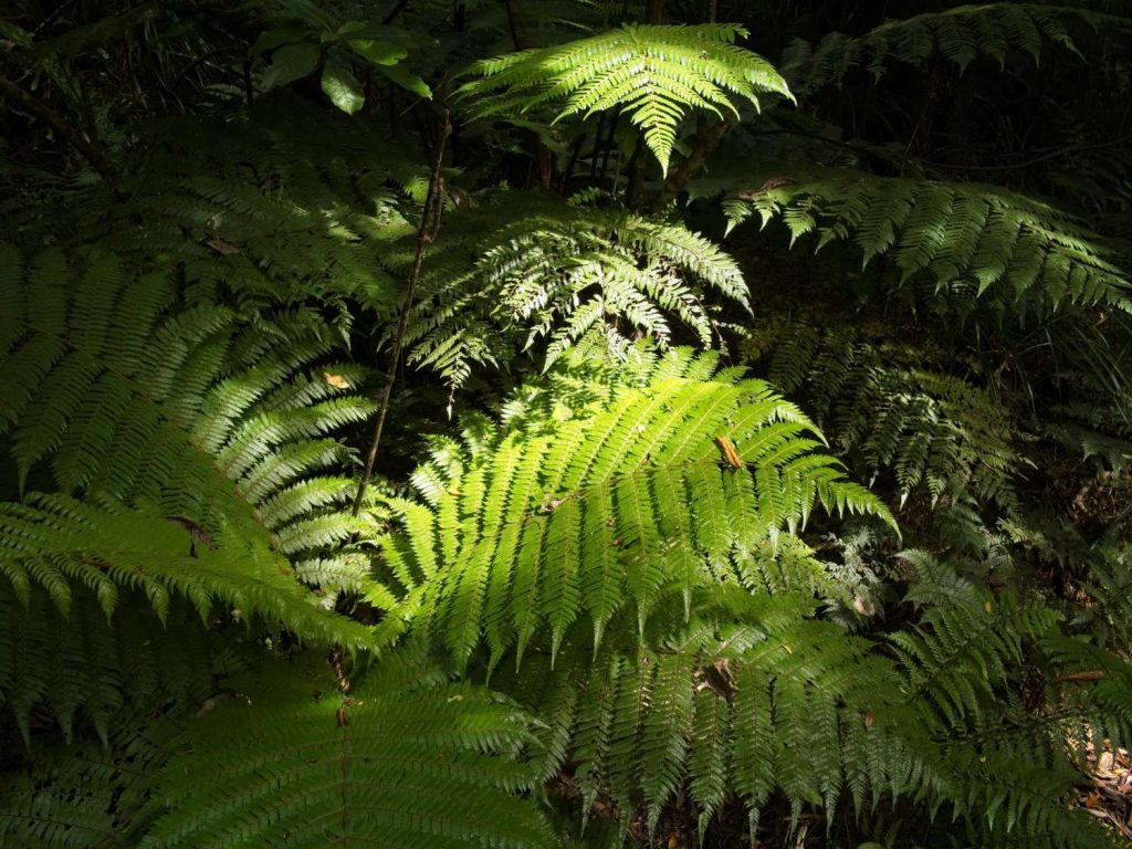 sunlight on ferns