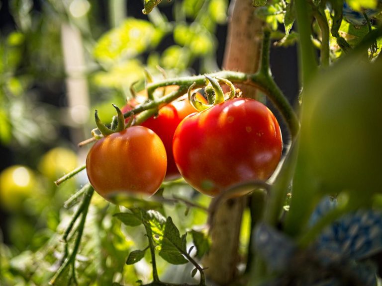 tomatoes on the vine captured with a nifty fifty type lens