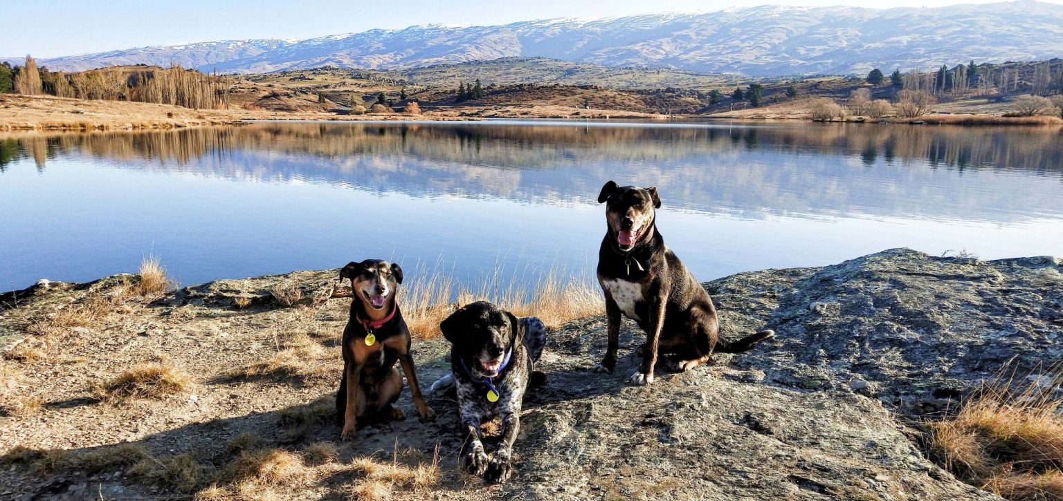 our three rescue dogs every dog matters