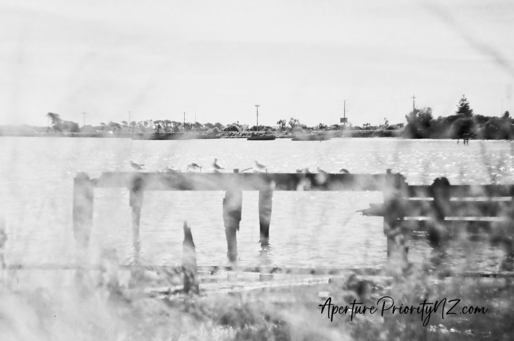 seagulls on the remains of the old stead street wharf invercargill