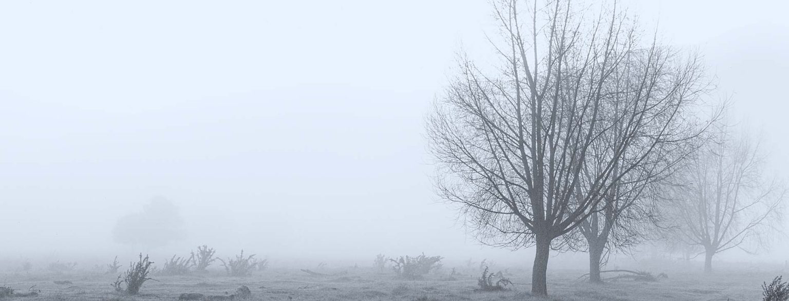 photographing trees - misty trees morrisons bush