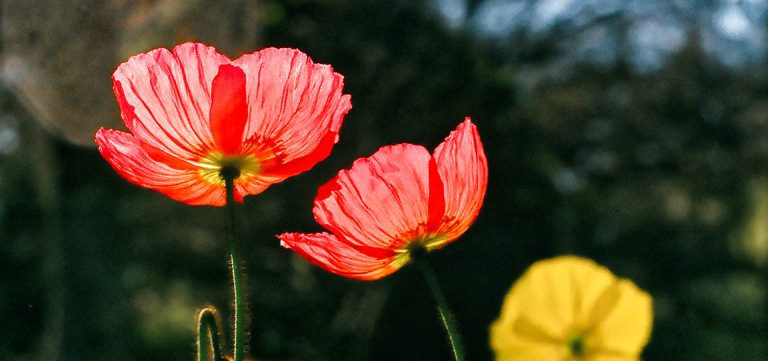 learn to love your own photos