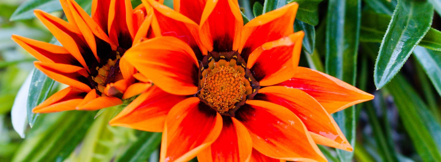 flowe shot taken with nikon 18-55mm kit lens