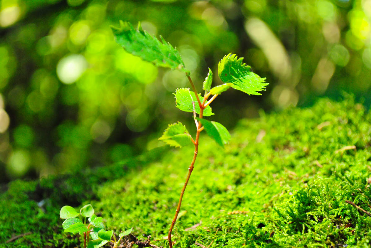 white balance set to auto