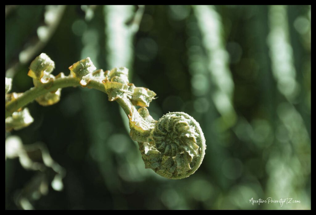koru new zealand fern
