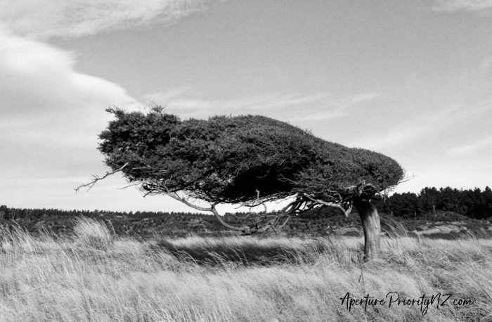 a good indication of the prevailing wind direction