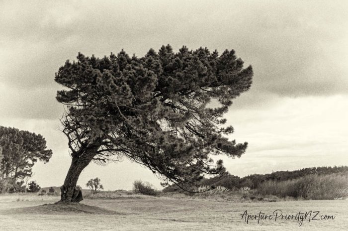 lone old pine at oreti sands golf course