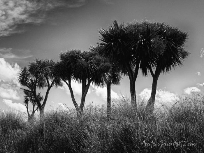 new zealand cabbage tree