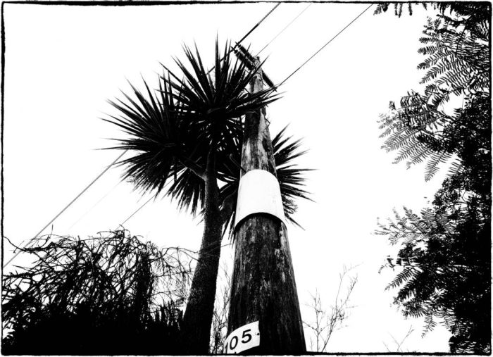palm tree and power pole standing outlined against the sky