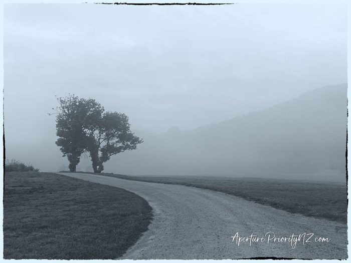pathway to two trees
