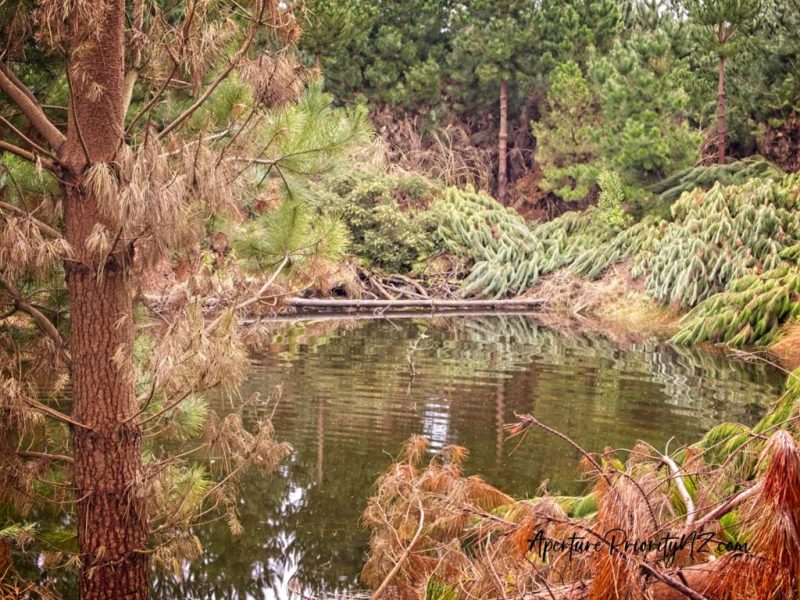 pond in the forest