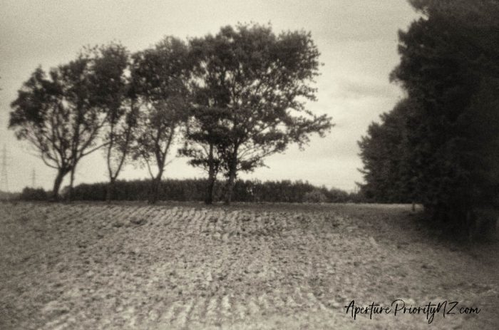 trees at the edge of a ploughed paddock
