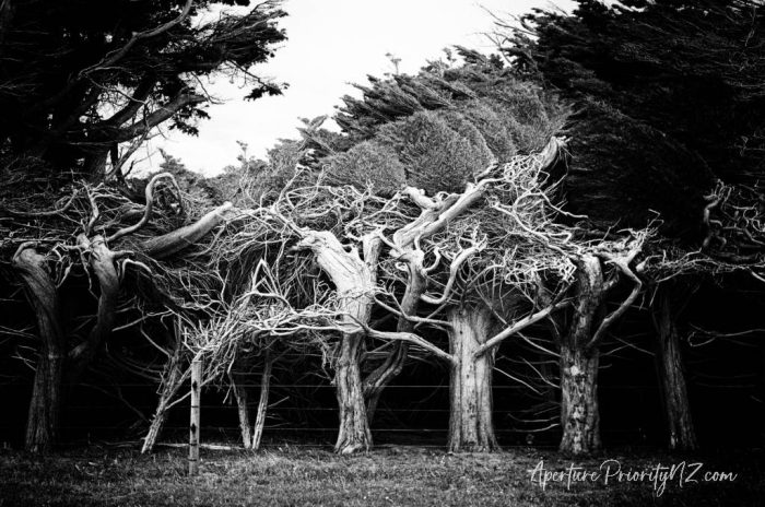 Windswept and bare, trees at Orepuki - Olympus Trip 35 photographing trees - part 2